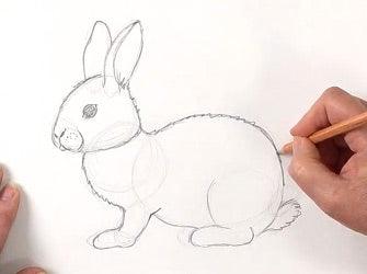 How To Draw A Rabbit - Zart Art