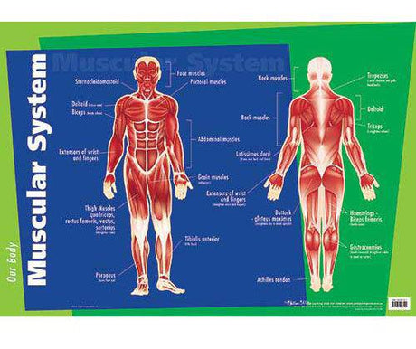 Muscular System Chart - Zart