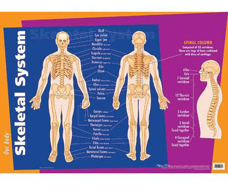 Skeletal System Chart - Zart