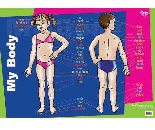 Wall Chart My Body - Zart