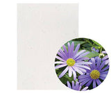 Plantable Seed Paper A5 Swan River Daisy Pack of 10 - Zart