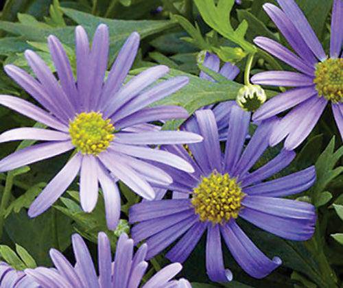 Plantable Seed Paper A5 Swan River Daisy Pack of 10 - Zart