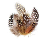 Guinea Fowl Feathers 10g Pack of 100 - Zart