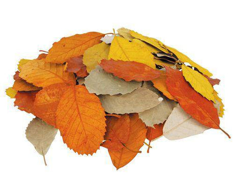 Natural Leaves Pack of 90 - Zart