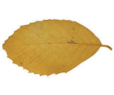 Natural Leaves Pack of 90 - Zart