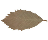 Natural Leaves Pack of 90 - Zart