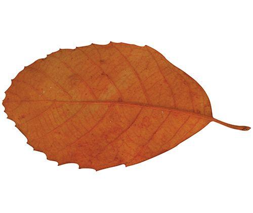 Natural Leaves Pack of 90 - Zart