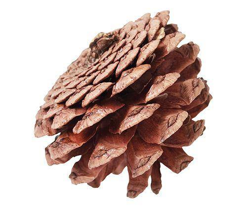 Pine Cones 200g - Zart