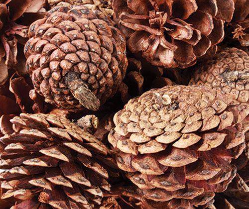 Pine Cones 200g - Zart