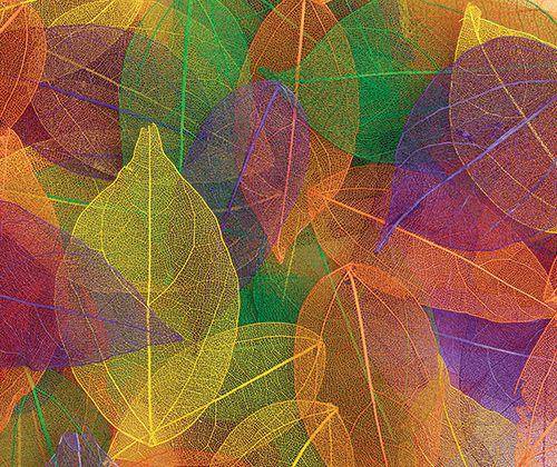 Skeleton Leaves Coloured Small Pack of 100 - Zart