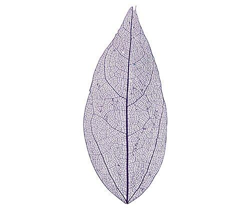 Skeleton Leaves Coloured Small Pack of 100 - Zart