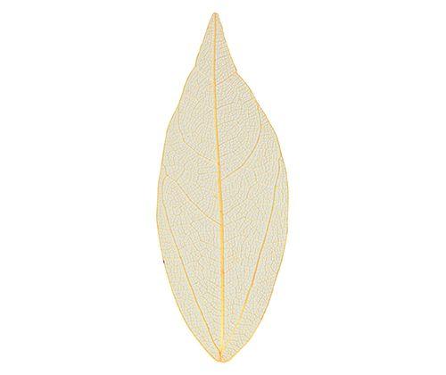 Skeleton Leaves Coloured Small Pack of 100 - Zart