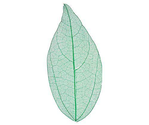 Skeleton Leaves Coloured Small Pack of 100 - Zart