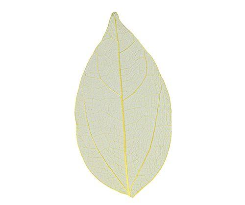 Skeleton Leaves Coloured Small Pack of 100 - Zart