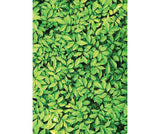 Pattern Papers A4 Foliage Pack of 40 - Zart